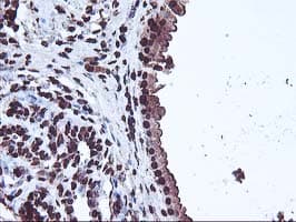 OSGEP Antibody (aa1-335, clone OTI9E3, Carrier-free)
