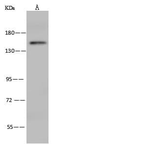 IL17RA Antibody