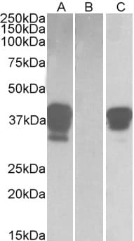 IHC-plus™ POU2AF1 / BOB1 Antibody (aa241-254)