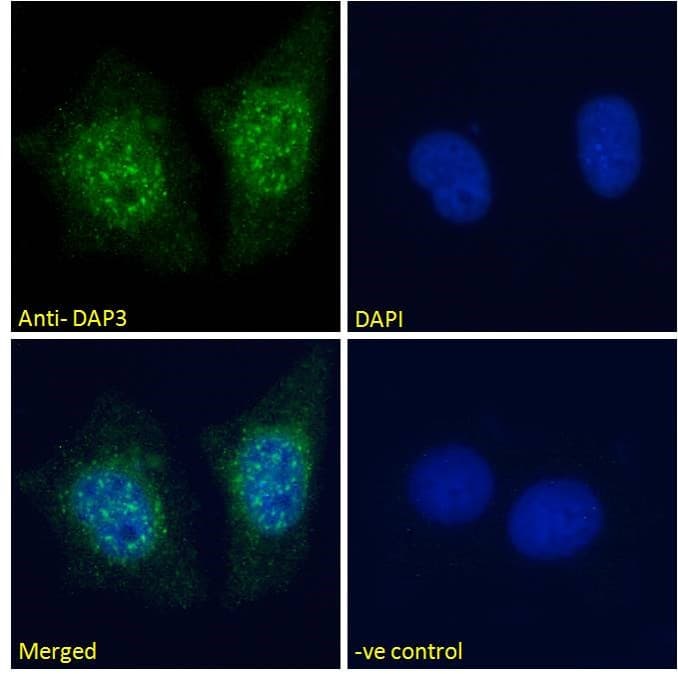 IHC-plus™ DAP3 Antibody (aa387-398)