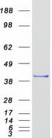 Human MSI1 / Musashi 1 Protein (Recombinant Myc-DDK (Flag))