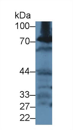 GCLC Antibody (aa435-636)