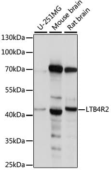 LTB4R2 / BLT2 Antibody