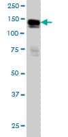 AXL Antibody (clone 6C8)