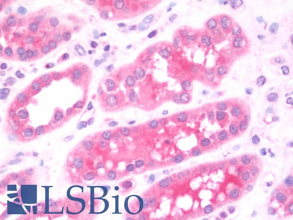 IHC-plus™ GOLPH3 Antibody