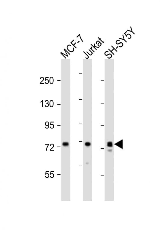 KIF22 / OBP Antibody (aa423-456)