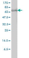 Monoclonal Mouse anti-Human STAT3 Antibody (clone 1D11-2A11, WB)