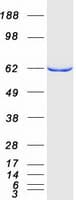 Human MTMR14 Protein (Recombinant Myc-DDK (Flag))