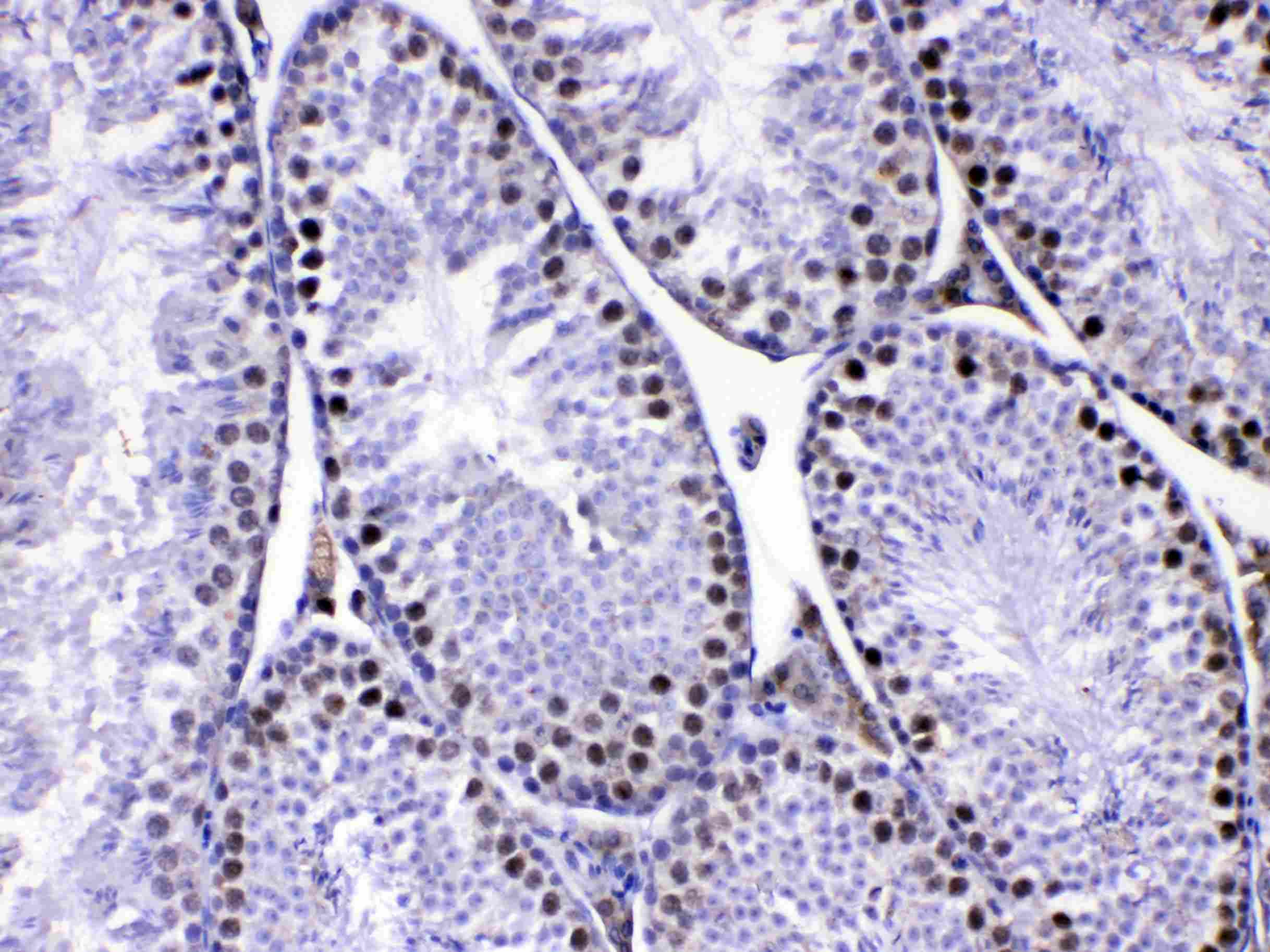 MED8 Antibody