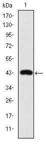 Monoclonal Mouse anti-Human JUN / c-Jun Antibody (clone 4H9, IHC, IF, WB)
