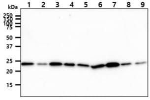 CINP Antibody (clone AT1G10)