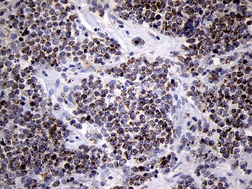 MRPL44 Antibody (clone OTI3H5)