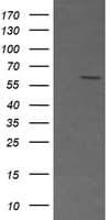 CD19 Antibody (clone OTI2B11)