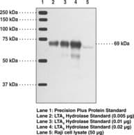 IHC-plus™ Polyclonal Rabbit anti-Human LTA4H / LTA4 Antibody (IHC, WB)