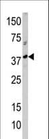 RCL1 Antibody (aa14-43)