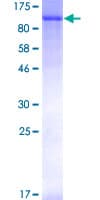 Human PECAM-1 / CD31 Protein (Recombinant GST)