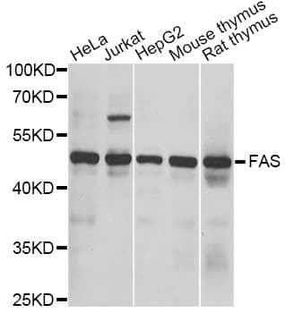 CD95 / FAS Antibody