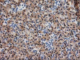 SSR1 Antibody (clone OTI4C7, Carrier-free)