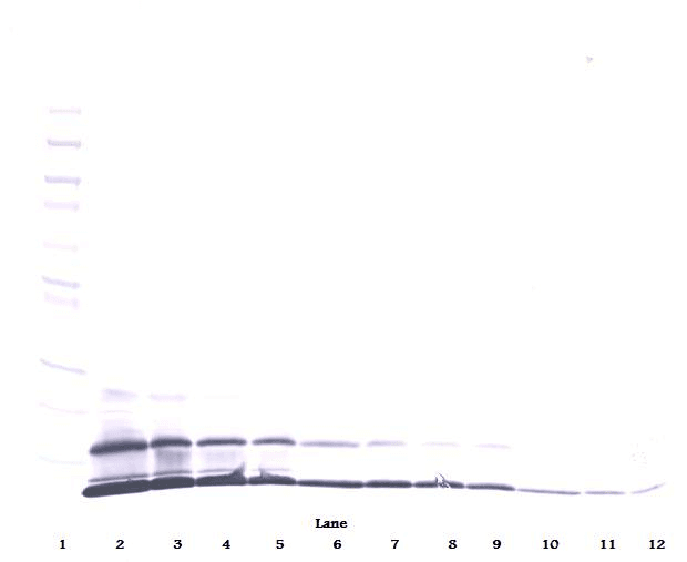 CCL8 / MCP2 Antibody