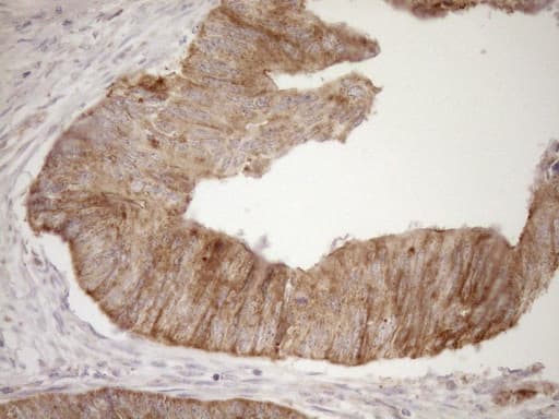 EPLIN Antibody (aa1-275, clone OTI1B4)