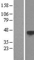 PRSS50 / TSP50 Protein (Over-Expression Lysate Myc-DDK (Flag))
