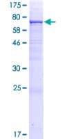 Human UGT2A3 Protein (Recombinant GST)