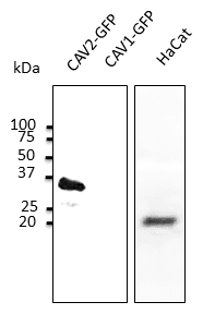IHC-plus™ CAV2 / Caveolin 2 Antibody
