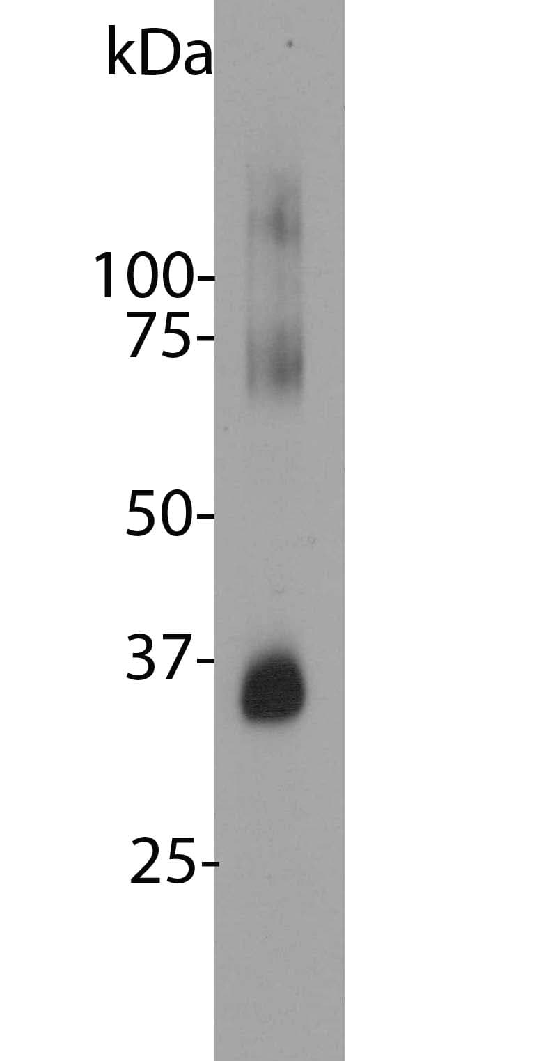 IHC-plus™ Rhodopsin / RHO Antibody (clone B630)