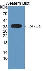HSF4 Antibody (aa159-411, Biotin)