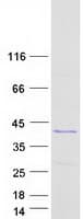 Human RNLS / Renalase Protein (Recombinant Myc-DDK (Flag))