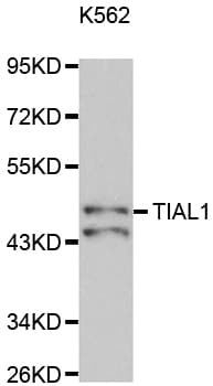 TIAL1 Antibody