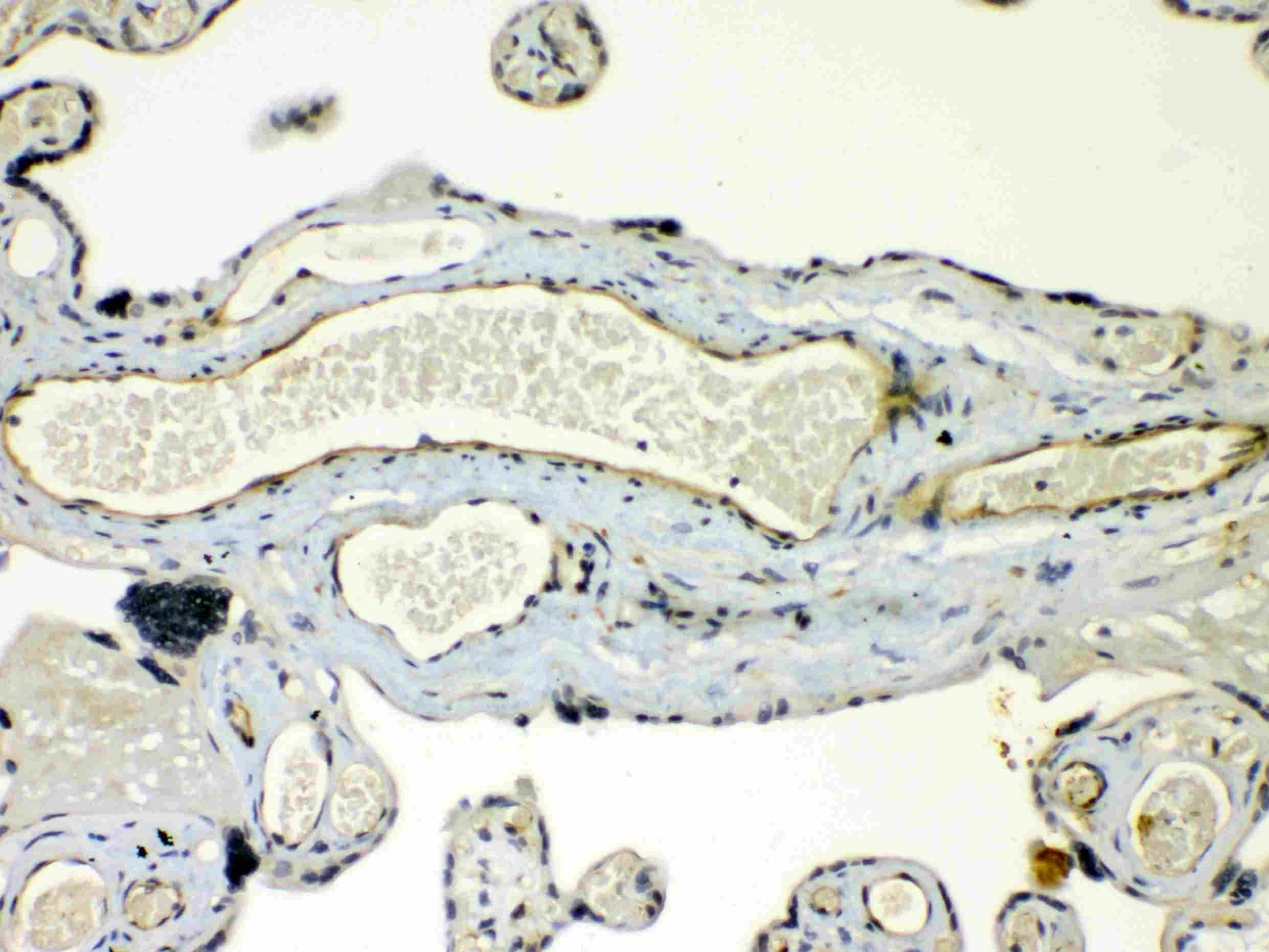 Polyclonal Rabbit anti-Human GJC1 / CX45 / Connexin 45 Antibody (IHC, WB)