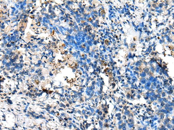 NUDT10 Antibody
