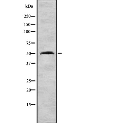 FOXA1 Antibody