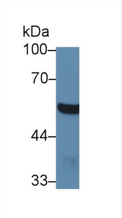 ABAT Antibody