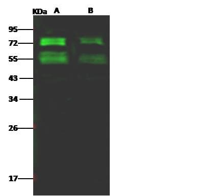 MERS-CoV S2 Antibody (clone 11, Preservative Free)