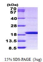 Human H3F3A Protein (Recombinant His)