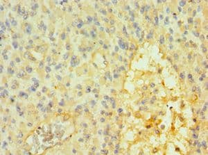 SOX14 Antibody (aa91-240)
