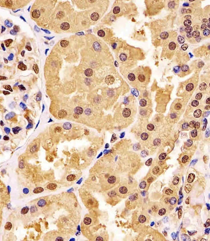 GAPDH Antibody (clone 1653CT401.3.33)