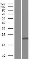 C16orf87 Protein (Over-Expression Lysate Myc-DDK (Flag))