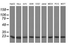VBP1 Antibody (clone OTI1A5)