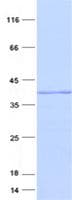 Human TMEM100 Protein (Recombinant GST, N-terminus + His, C-terminus)