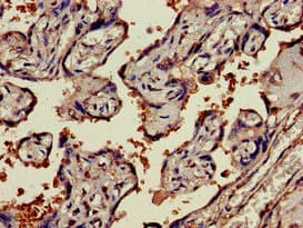 NAMPT / Visfatin Antibody