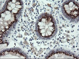 SLA2 / SLAP2 Antibody (clone OTI4A11)