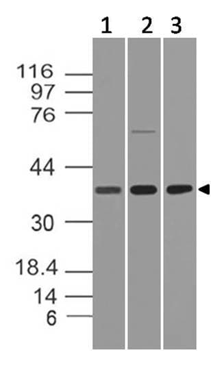 HTRA2 / OMI Antibody