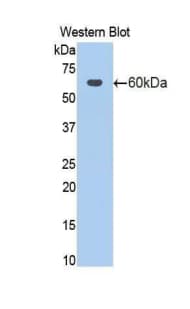 ALCAM / CD166 Antibody (aa28-527)