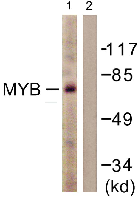 IHC-plus™ MYB / c-Myb Antibody (aa1-50)