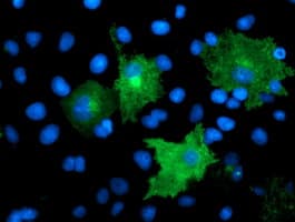 TMEFF2 Antibody (clone OTI1E1, Carrier-free)