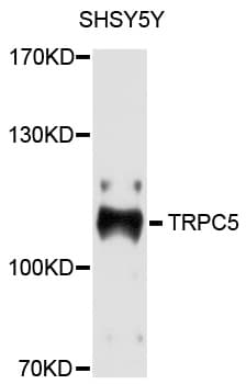 TRPC5 Antibody