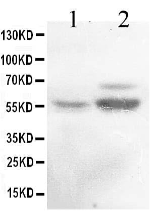 Polyclonal Rabbit anti-Human RALDH2 / ALDH1A2 Antibody (WB)